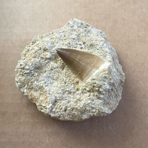 Fossil - Mosasaurus tooth fossil - Picture 8 of 8